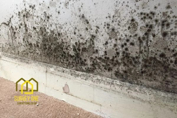 What’s the First Step to Take When You Notice Damp on a Party Wall Luton?
